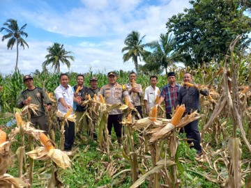 Polres PALI Gelar Panen Raya Jagung Tahap I: Wujud Sinergi dalam Mendukung Ketahanan Pangan Nasional